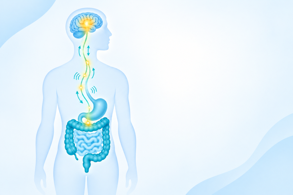 "Illustration of the gut-brain connection showing how stress signals travel between the brain and the digestive system"