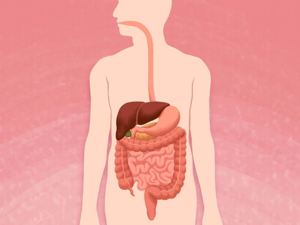 VWH-MiraNorian-DigestiveTract-Recirc-14621cd66d4c490e9fb6c3999e4fe82c-1024x692